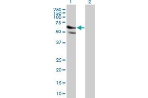 Western Blot analysis of GPATCH2 expression in transfected 293T cell line by GPATCH2 MaxPab polyclonal antibody. (GPATCH2 anticorps  (AA 1-376))