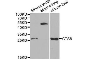 Western blot analysis of extracts of various cell lines, using CST8 antibody (ABIN5970566) at 1/1000 dilution.