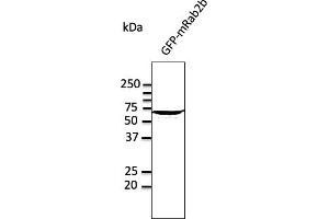 Western Blotting (WB) image for anti-RAB2A, Member RAS Oncogene Family (RAB2A) (C-Term) antibody (ABIN1440022) (RAB2A anticorps  (C-Term))