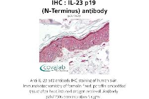 Image no. 1 for anti-Interleukin 23, alpha subunit p19 (IL23A) antibody (ABIN1735879) (IL23A anticorps)