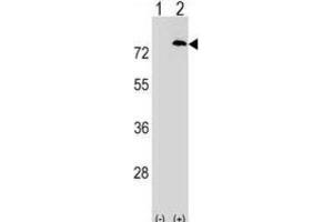 Western Blotting (WB) image for anti-Paf1, RNA Polymerase II Associated Factor, Homolog (PAF1) antibody (ABIN2999156) (PAF1/PD2 anticorps)