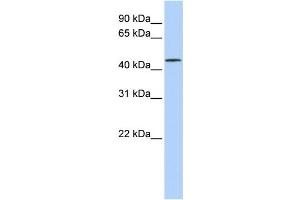 Western Blotting (WB) image for anti-Leucine Rich Repeat Containing 28 (LRRC28) antibody (ABIN2459559) (LRRC28 anticorps)