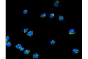 IF analysis of Giantin/GOLGB1 using anti-Giantin/GOLGB1 antibody (ABIN7600139). (Golgin B1 (GOLGB1) (AA 153-950) anticorps)