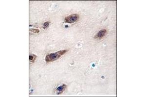 Image no. 1 for anti-Syntaxin 3 (STX3) (Middle Region) antibody (ABIN357986)