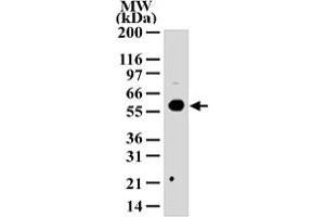 Western blot analysis of HDAC1 in 293 cell lysate with HDAC1 polyclonal antibody  . (HDAC1 anticorps  (AA 1-5))