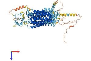 AlphaFold protein structure predicition of Human Recombinant SLCO1C1 Protein, UniprotID Q9NYB5