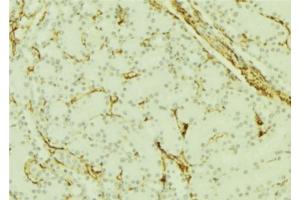 ABIN6277664 at 1/100 staining Mouse kidney tissue by IHC-P. (PGRMC1 anticorps  (C-Term))
