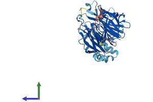 AlphaFold protein structure predicition of Human Recombinant KLHDC2 Protein, UniprotID Q9Y2U9