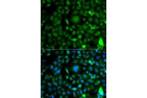 Immunofluorescence analysis of A549 cells using DPF1 antibody (ABIN4903505). (DPF1 anticorps)