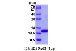 Image no. 1 for Cytochrome C Oxidase Subunit Va (COX5A) protein (His tag) (ABIN1098496) (COX5A Protein (His tag))