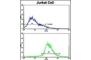 Flow cytometric analysis of jurkat cells using CECR5 Antibody (Center)(bottom histogram) compared to a negative control cell (top histogram). (CECR5 anticorps  (AA 164-190))