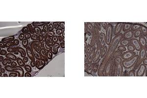 Image no. 3 for anti-Indoleamine 2,3-Dioxygenase 1 (IDO1) antibody (ABIN1043819)