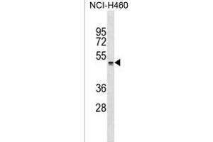 QRFPR Antibody (Center) (ABIN1537949 and ABIN2849608) western blot analysis in NCI- cell line lysates (35 μg/lane). (QRFPR anticorps  (AA 172-198))