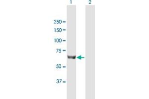 Western Blot analysis of SLC27A5 expression in transfected 293T cell line by SLC27A5 MaxPab polyclonal antibody.