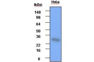 Western blot analysis: Cell lysates of HeLa(each 30ug) were resolved by SDS-PAGE, transferred to PVDF membrane and probed with anti-human Hsp27 (1:1000). (HSP27 anticorps)
