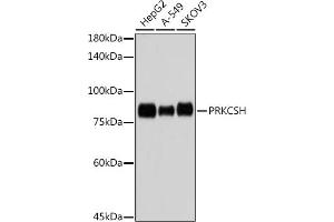Western blot analysis of extracts of various cell lines, using PRKCSH antibody (ABIN7269628) at 1:1000 dilution. (PRKCSH anticorps)