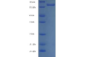 SDS-PAGE (SDS) image for Peptidylprolyl Isomerase (Cyclophilin)-Like 4 (PPIL4) (AA 1-492), (full length) protein (His-SUMO Tag) (ABIN5711686)
