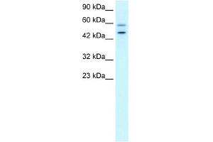 DKFZP761C169 antibody used at 0. (GC-Rich Promoter Binding Protein 1 (GPBP1) (N-Term) anticorps)