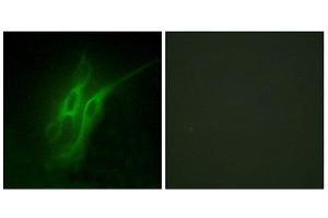 Immunofluorescence (IF) image for anti-Serotonin Receptor 4 (HTR4) (N-Term) antibody (ABIN1850160) (Serotonin Receptor 4 anticorps  (N-Term))
