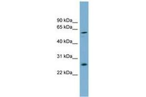 Image no. 1 for anti-Basic, Immunoglobulin-Like Variable Motif Containing (BIVM) (AA 287-336) antibody (ABIN6745133) (BIVM anticorps  (AA 287-336))