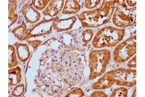 IHC image of ABIN7156159 diluted at 1:300 and staining in paraffin-embedded human kidney tissue performed on a Leica BondTM system. (PLCL1 anticorps  (AA 1-108))