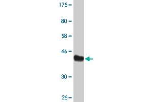 Western Blot detection against Immunogen (44. (AGR2 anticorps  (AA 1-175))