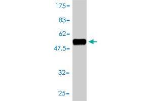 Western Blot detection against Immunogen (52.
