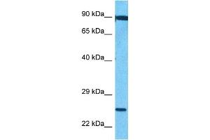 Host:  Rabbit  Target Name:  FEV  Sample Type:  721_B Whole Cell lysates  Antibody Dilution:  1. (FEV anticorps  (C-Term))