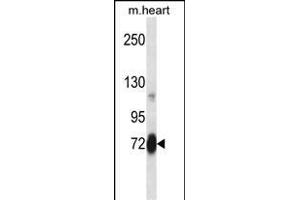 Mouse Plk2 Antibody (Center) (ABIN658003 and ABIN2846947) western blot analysis in mouse heart tissue lysates (35 μg/lane). (PLK2 anticorps  (AA 354-382))