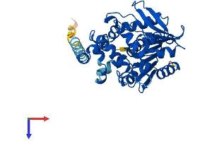 AlphaFold protein structure predicition of Mouse Recombinant Ephx4 Protein, UniprotID Q6IE26