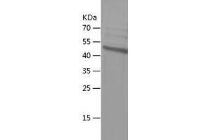 Western Blotting (WB) image for Period Circadian Protein 2 (PER2) (AA 1031-1255) protein (His-IF2DI Tag) (ABIN7124356) (PER2 Protein (AA 1031-1255) (His-IF2DI Tag))