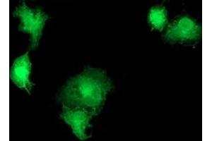Image no. 3 for anti-Sorting Nexin 8 (SNX8) antibody (ABIN1501041) (SNX8 anticorps)