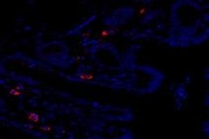 Immunofluorescent analysis of paraformaldehyde-fixed rat rectum using,FAM135B (ABIN7073910) at dilution of 1: 1000 (FAM135B anticorps)