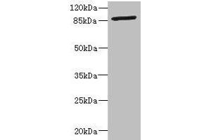 Western blot All lanes: GFM2 antibody at 3. (GFM2 anticorps  (AA 520-779))