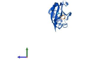 AlphaFold protein structure predicition of Mouse Recombinant Elob Protein, UniprotID P62869