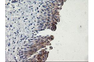 Image no. 6 for anti-Src-like-adaptor 2 (SLA2) antibody (ABIN1500948) (SLAP2 anticorps)