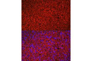 Immunofluorescence analysis of rat adrenal gland using HSD3B1 Rabbit pAb (ABIN6131041, ABIN6142016, ABIN6142017 and ABIN6224059) at dilution of 1:100 (40x lens).