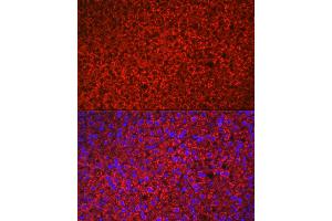 Immunofluorescence analysis of rat adrenal gland using HSD3B1 Rabbit pAb (ABIN6131041, ABIN6142016, ABIN6142017 and ABIN6224059) at dilution of 1:100 (40x lens). (HSD3B1 anticorps  (AA 1-290))