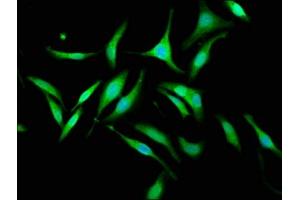 Immunofluorescence staining of Hela cells with ABIN7157491 at 1:133, counter-stained with DAPI.