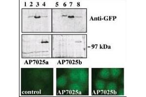 Upper panel, western blot analysis of GFP fusion protein expression in Panc-1 cells by using an anti-GFP antibody. (PRKD3 anticorps  (AA 352-384))