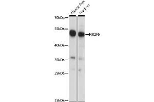 Western blot analysis of extracts of various cell lines, using NR2F6 antibody (ABIN7269015) at 1:1000 dilution. (NR2F6 anticorps  (AA 1-55))