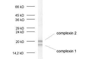 dilution: 1 : 1000, sample: crude synaptosomal fraction of rat brain (P2) (Complexin 1, 2 (AA 45-81) anticorps)