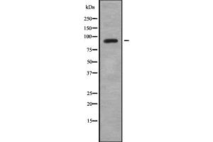 Western blot analysis SAF-A2 using HepG2 whole cell lysates (HNRNPUL2 anticorps  (Internal Region))