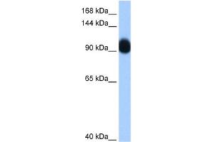 WB Suggested Anti-RNF10 Antibody Titration:  0. (RNF10 anticorps  (C-Term))