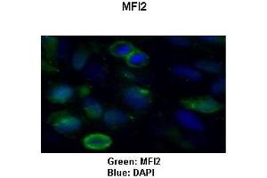 Sample Type: HeLa cells Primary Antibody Dilution: 1:50Secondary Antibody: Goat anti-rabbit-Alexa Fluor 488  Secondary Antibody Dilution: 1:000Color/Signal Descriptions: Green: MFI2Blue: DAPI  Gene Name: MFI2 Submitted by: COCOLA Cinzia, Stem Cell Biology and Cancer Research Unit (MFI2 anticorps  (C-Term))