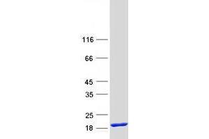 Validation with Western Blot