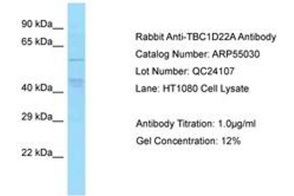 TBC1D22A anticorps  (AA 230-279)