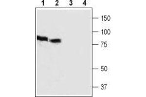 Western blot analysis of rat (lanes 1 and 3) and mouse (lanes 2 and 4) brain lysates: - 1,2. (HCN3 anticorps  (2nd Extracellular Loop))