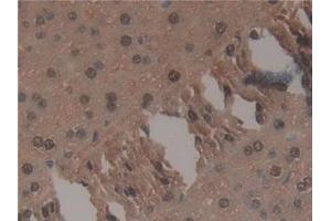 Detection of TNP1 in Mouse Liver Tissue using Polyclonal Antibody to Transition Protein 1 (TNP1) (TNP1 anticorps  (AA 3-53))