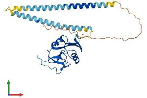 AlphaFold protein structure predicition of Mouse Recombinant Asgr2 Protein, UniprotID P24721